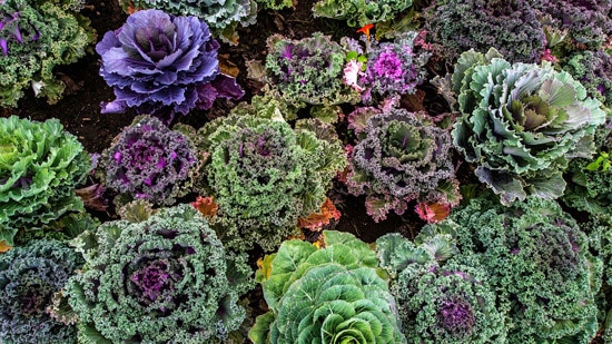 Kale Ornamental Vegetable Plants