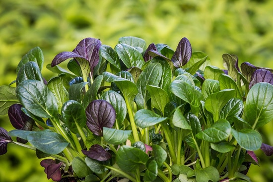 Malabar and Japanese Spinach Ornamental Vegetable Plants
