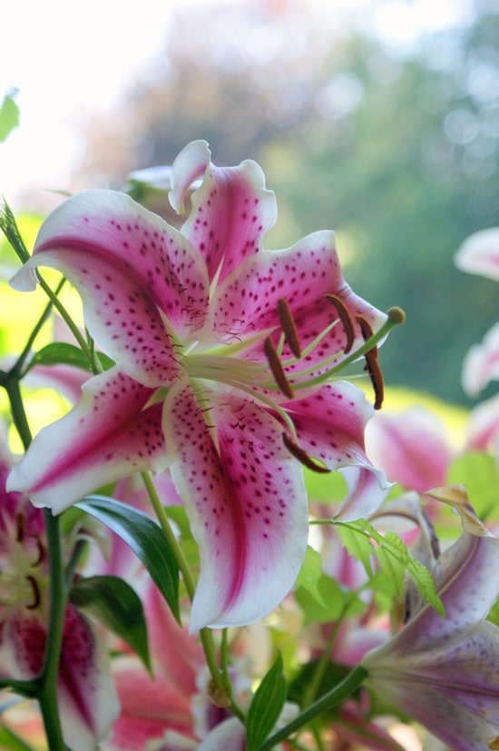Oriental Lily or Stargazer Pink Perennials