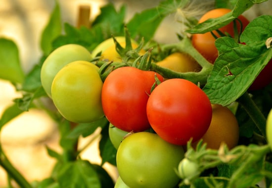 Tomatoes Ornamental Vegetable Plants