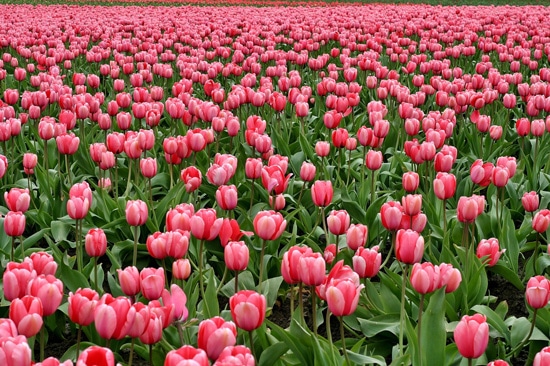 Tulip Pink Perennials