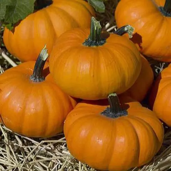 Bumpkin Small Pumpkin Varieties You Can Easily Grow