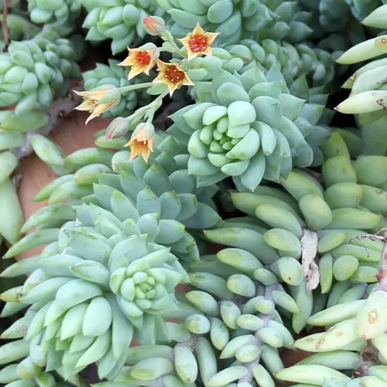 Burros Tail Cactus Most Popular Indoor Succulents