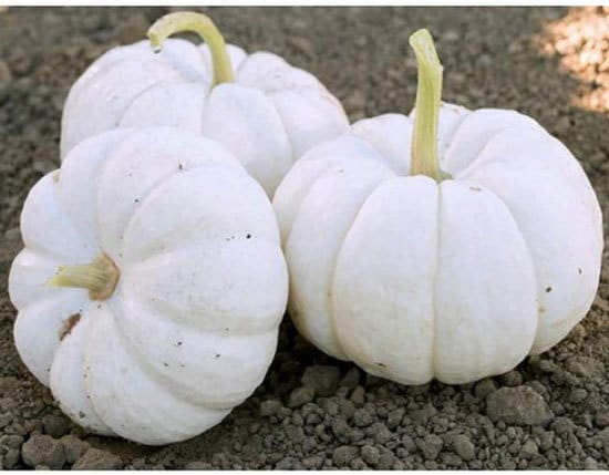 Gooligan Small Pumpkin Varieties You Can Easily Grow
