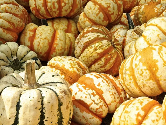 Hooligan Small Pumpkin Varieties You Can Easily Grow