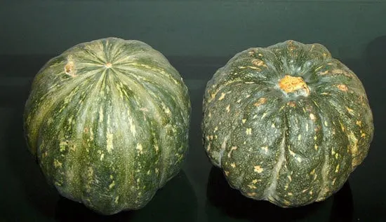 Kabocha Small Pumpkin Varieties You Can Easily Grow