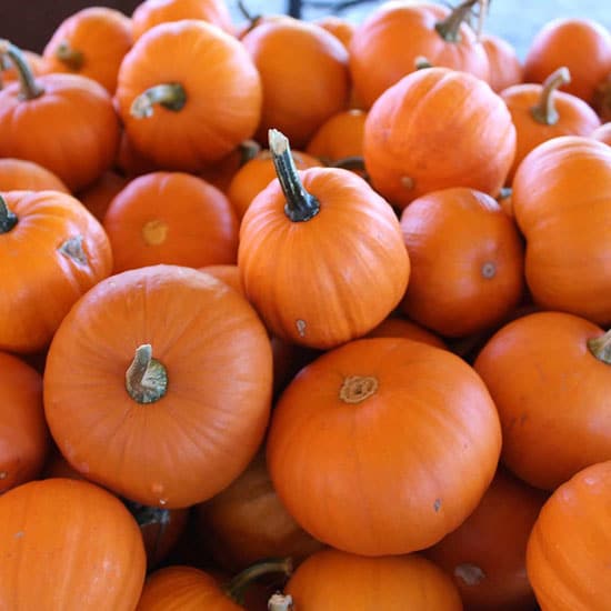 Wee B Little Small Pumpkin Varieties You Can Easily Grow