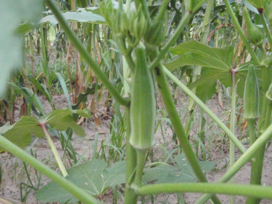Do You Know When to Pick Okra