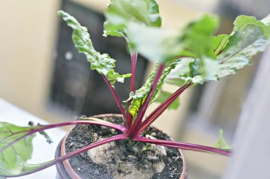 Beetroot Small Vegetable Plants