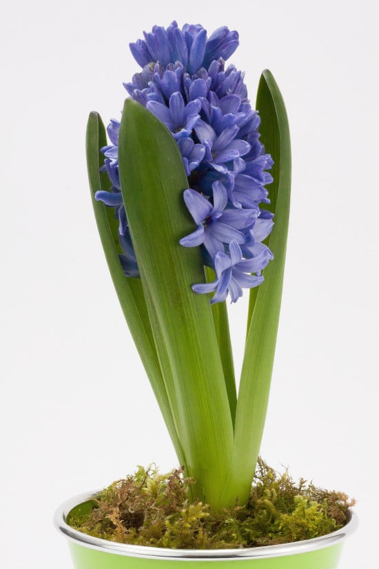 Hyacinth Blue Star Star Shaped Flowers