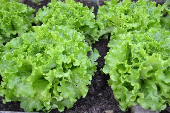 Lettuce Small Vegetable Plants