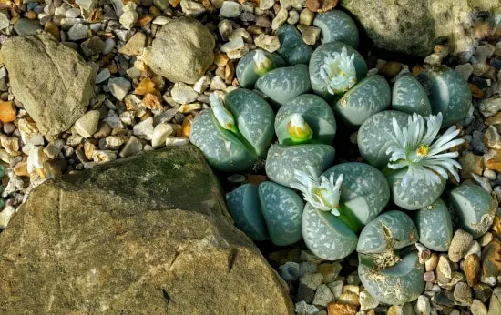 Living Stones Quirky And Unusual Plants