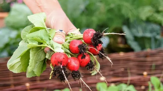 Radish and Turnip Small Vegetable Plants