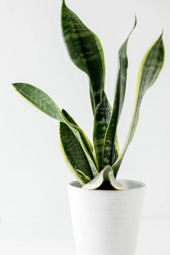 Snake Plant Quirky And Unusual Plants