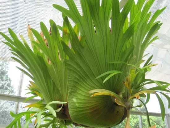 Staghorn Fern Quirky And Unusual Plants