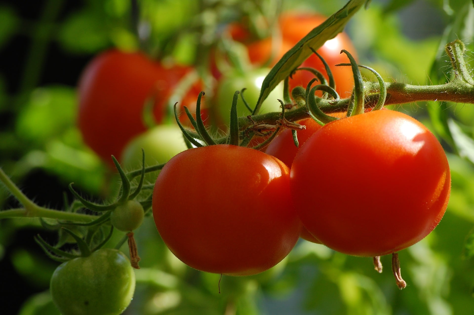 Tomato Small Vegetable Plants