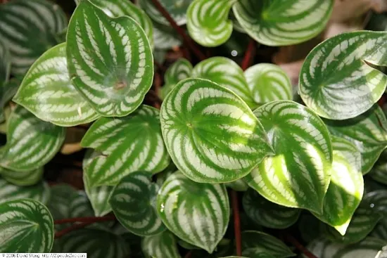 Watermelon Peperomia Quirky And Unusual Plants