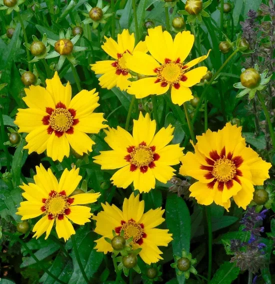 Coreopsis Bright Summer Blooming Perennials Flowers