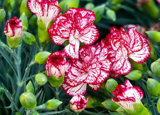 Dianthus Winter Annual Flowers