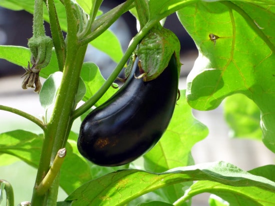 Eggplant Tall Vegetable Plants