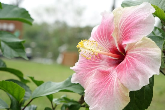 Hardy Hibiscus Bright Summer Blooming Perennial Flowers