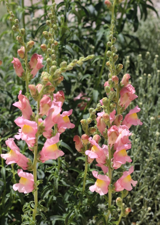 Snapdragon Winter Annual Flowers