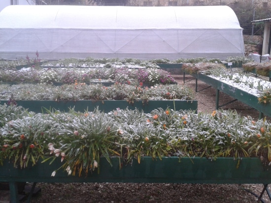 How To Cover Plants For Frost