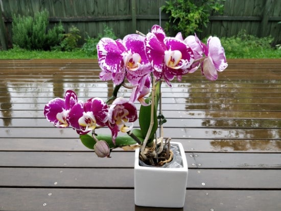 Phalaenopsis orchids in the rain How Long Do Orchid Blooms Last