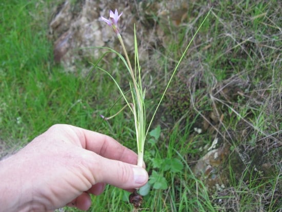 Pull Up the Onion Grass in Clumps How To Get Rid Of Onion Grass Pull Up the Onion Grass in Clumps How To Get Rid Of Onion Grass