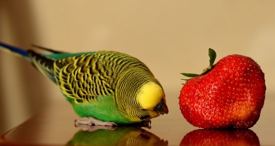 Birds What Is Eating My Strawberries