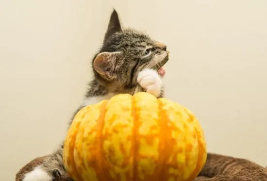 Cats What Animals Eat Pumpkins And Their Benefits