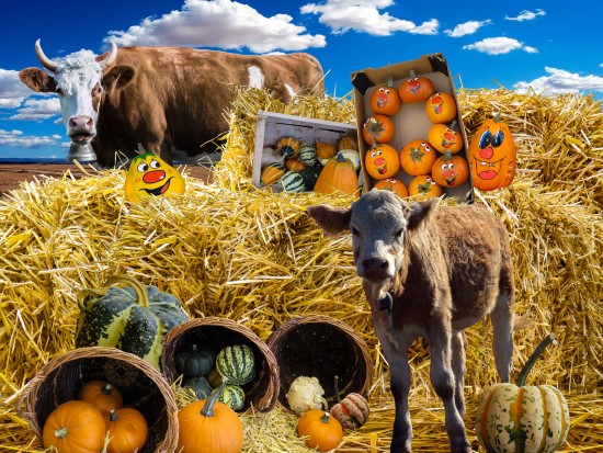 Cows What Animals Eat Pumpkins And Their Benefits