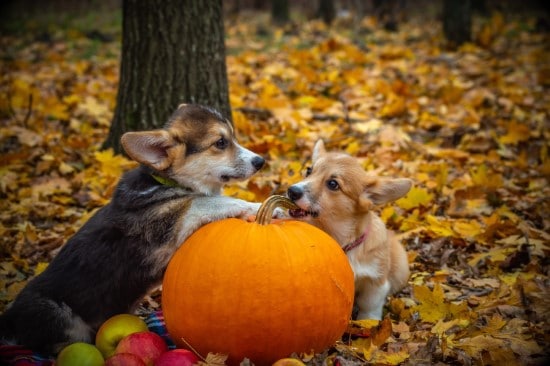 Dogs What Animals Eat Pumpkins And Their Benefits