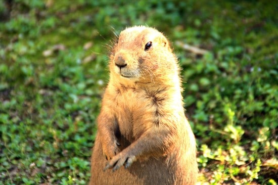 Groundhog Woodchucks - What Animals Eat Pumpkins