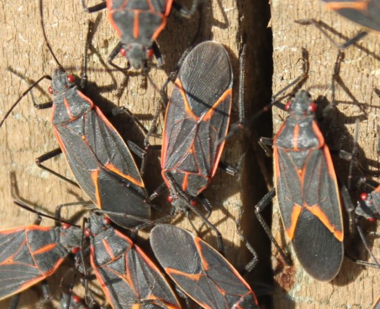 How To Get Rid Of Boxelder Bugs