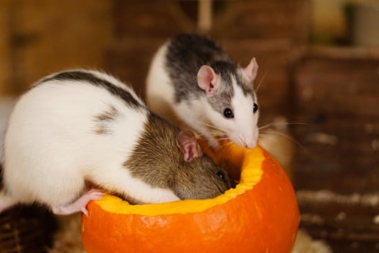 Raccoons and mice What Animals Eat Pumpkins And Their Benefits