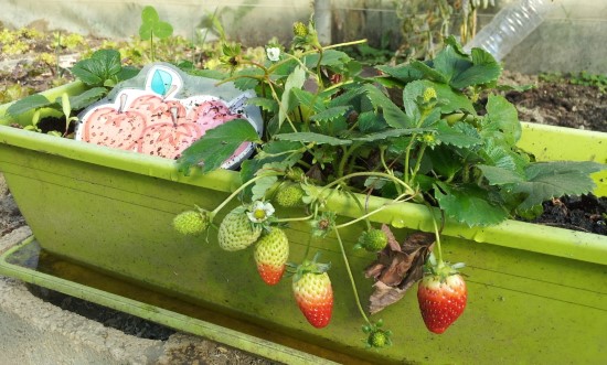 What Do Strawberries Grow On Container 2