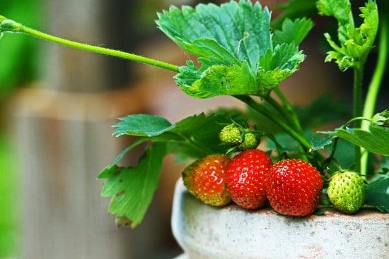 What Do Strawberries Grow On Container