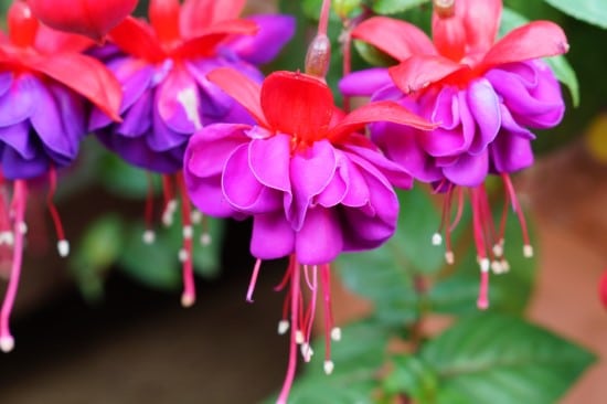 Fuchsia What Flowers to Give on Your Anniversary