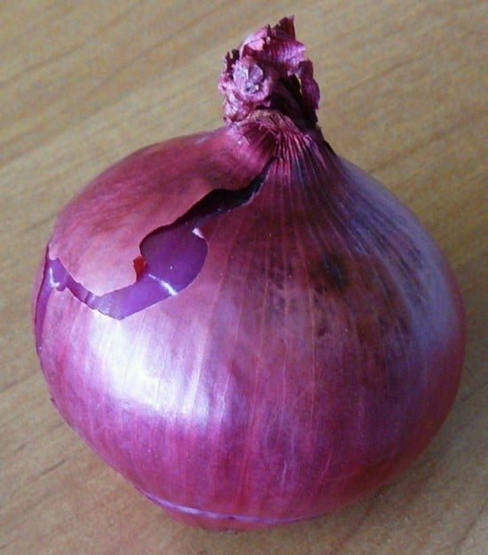 Red Baron How To Grow Onions From An Onion