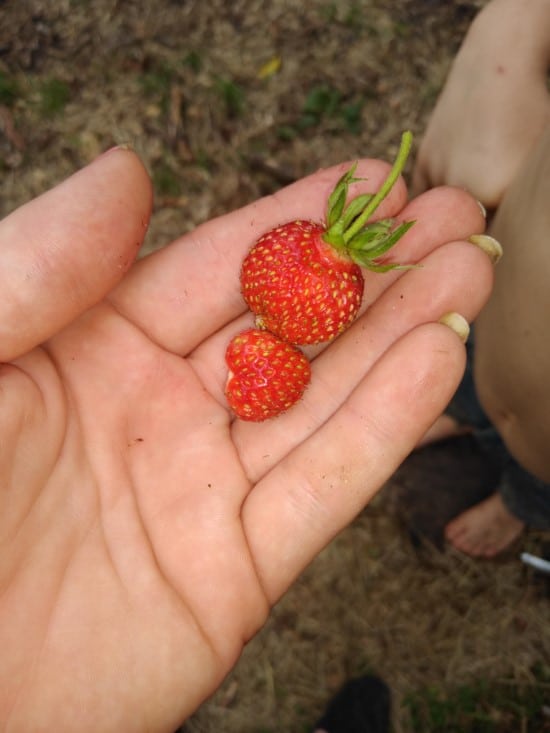 Why Are My Strawberries So Small In The Home Garden