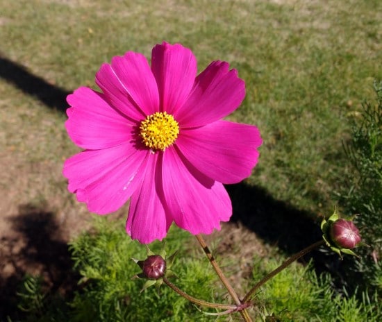 cherry cosmos What Flowers to Give on Your Anniversary cherry cosmos What Flowers to Give on Your Anniversary