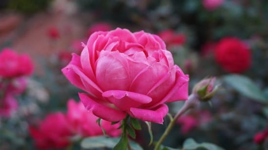 roses What Flowers to Give on Your Anniversary roses What Flowers to Give on Your Anniversary