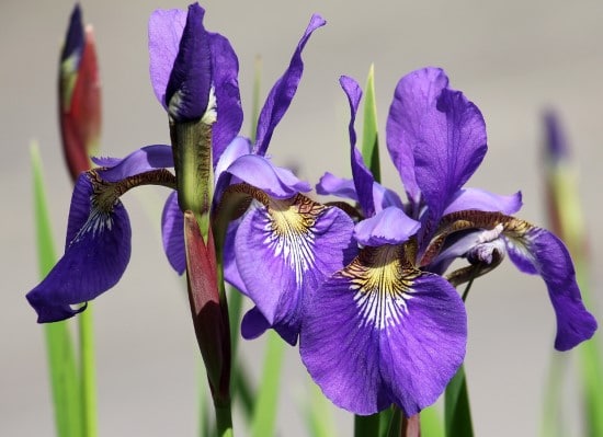 Algerian Iris Winter Flowering Bulbs