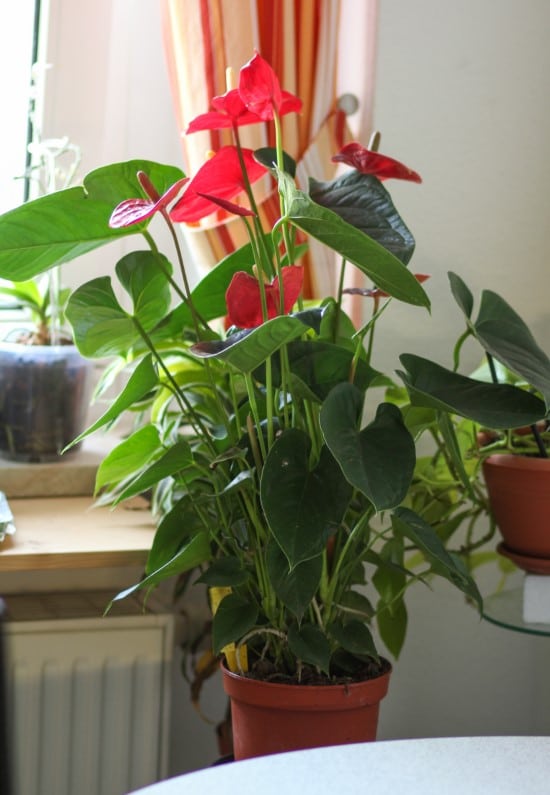 Anthurium Andraeanum Easy Care Indoor Plants