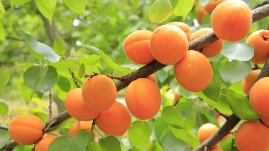 Apricot Tree Cool Climate Fruit Trees