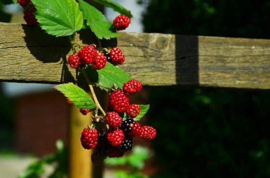 Blackberry 18 of the Edible Vine Plants to Grow Vertically at Home