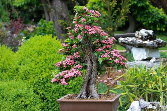 Bonsai Best Terrarium Plants for Your Home