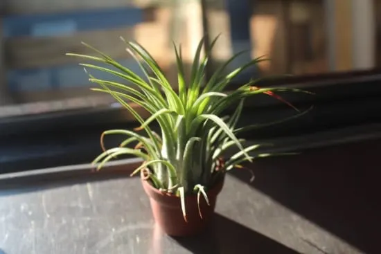 Bromeliad Easy Care Indoor Plants