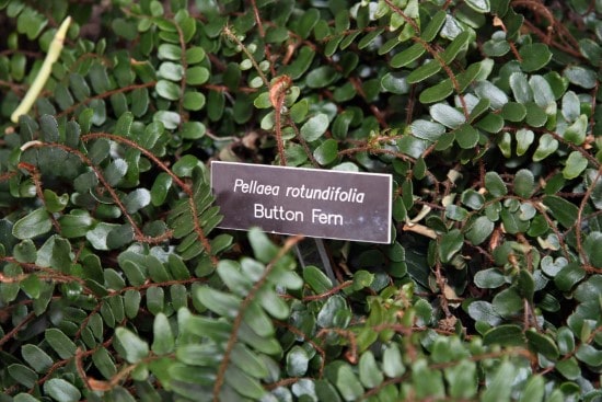 Button Ferns Best Terrarium Plants for Your Home